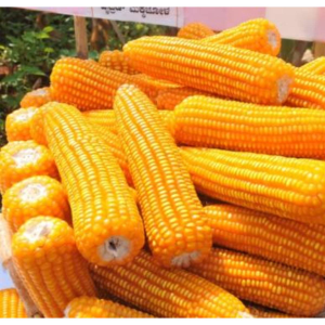 Yellow Maize